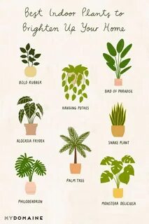 Plant like