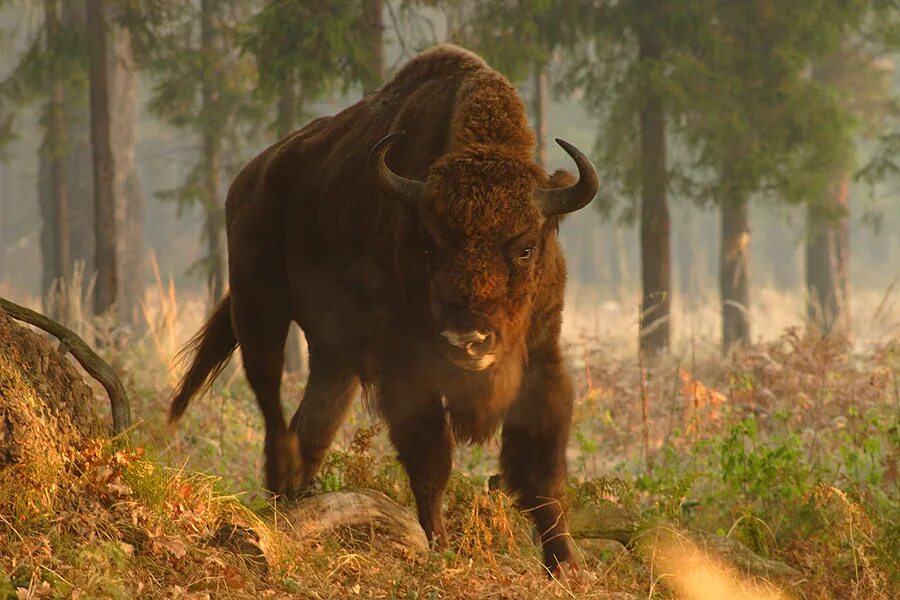 Беловежская пуща зубры. ЗУБР Bison bonasus. Европейский ЗУБР. Беловежский (Равнинный) ЗУБР.