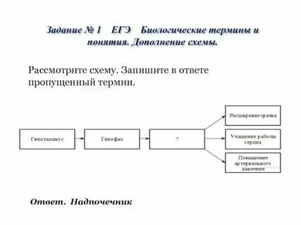 Примеры 4 5 биологических терминов
