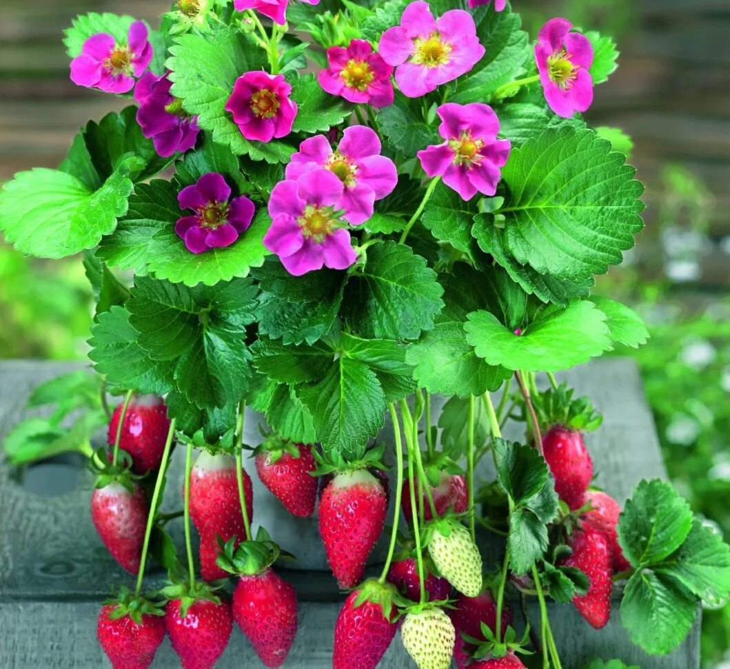земляника ампельная тристан. клубника тоскана. земляника тристан f1. клубника тристан. земляника тристан.