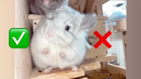 Минусы шиншилл