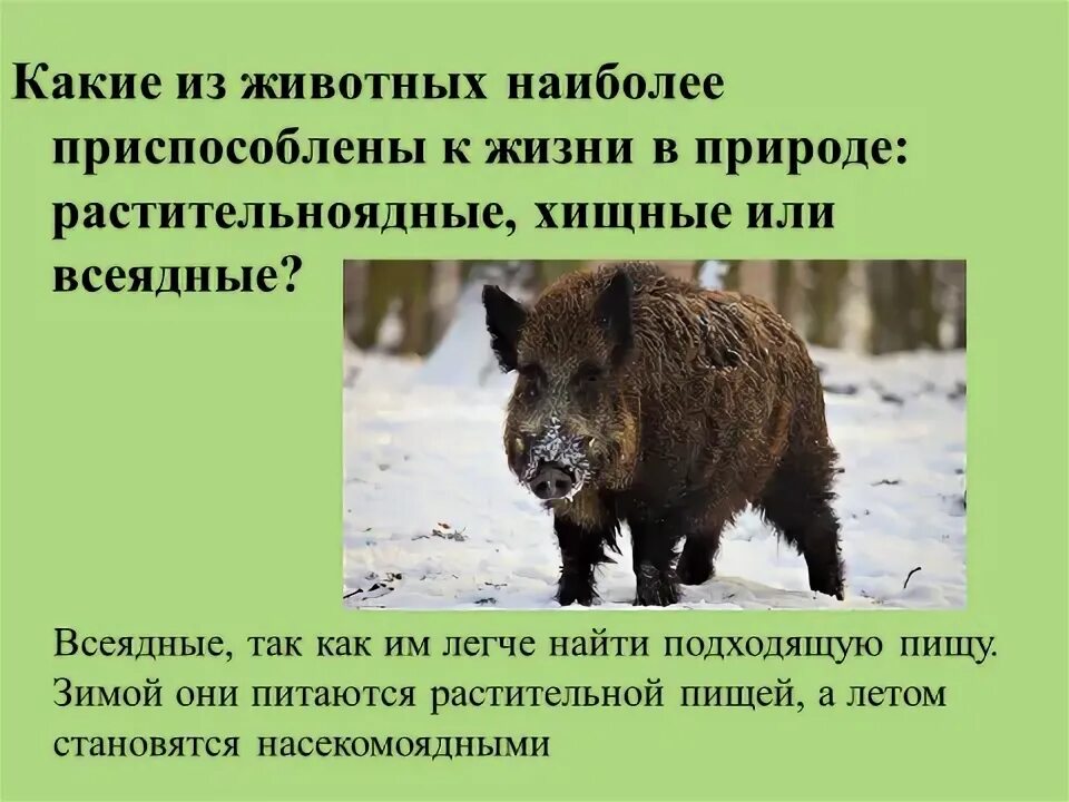 Всеядные животные приспособления. Медведь плотоядный или всеядный. Всеядные животные Кировской области. Растительноядные животные как приспосабливаются.