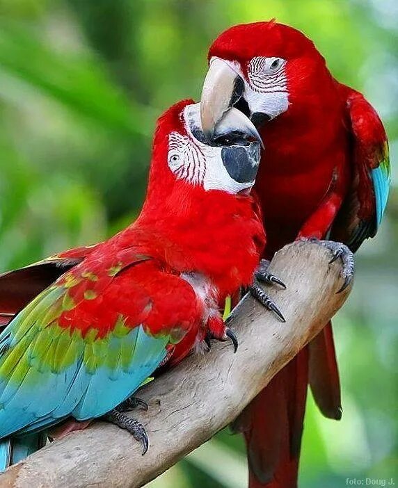 Попугай живет в среднем. Попугай ара. Красный ара. Ара попугай долгожитель. Зеленокрылый ара.