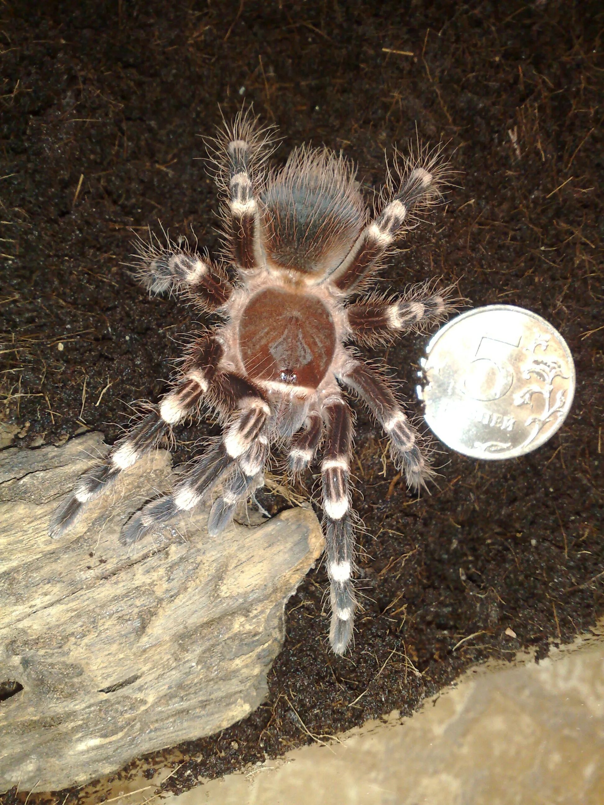 Линька паука птицееда. Паук птицеед линяет. Линька паука. Акантоскурия геникулята линька. Ласиодора парахибана паук.