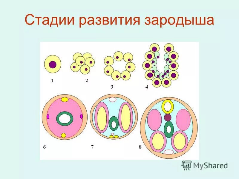 Стадии соматического эмбриогенеза. Соматический эмбриогенез в каллусной ткани. Соматический эмбриоид. Эмбриогенез растений. Соматические зародыши.