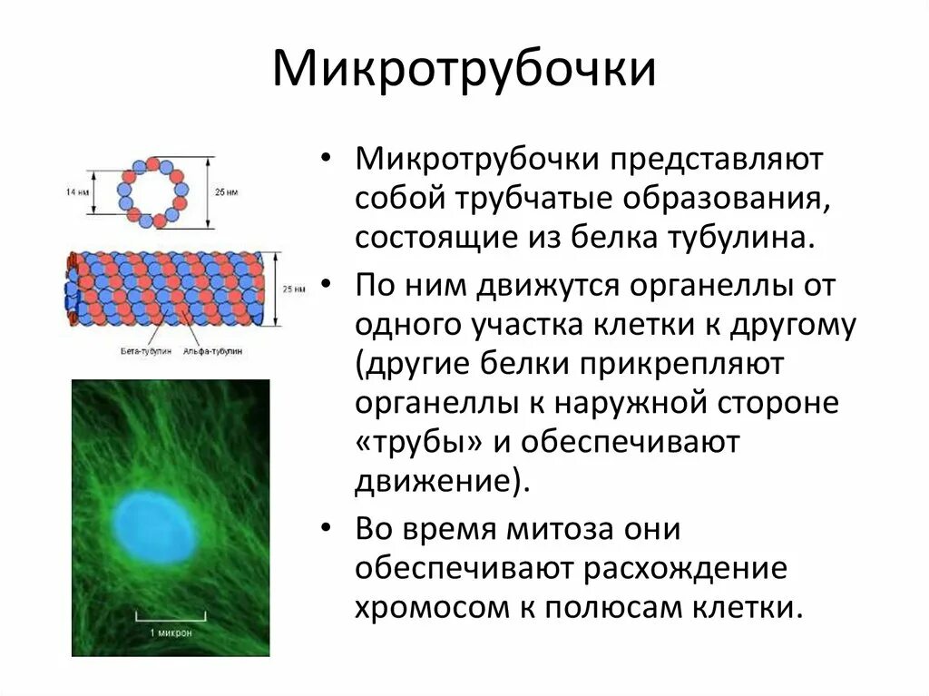 Сокращение микротрубочек конденсация хромосом образование. Микротрубочки. микротрубочки рисунок. микротрубочки функции. функции микротрубочек.