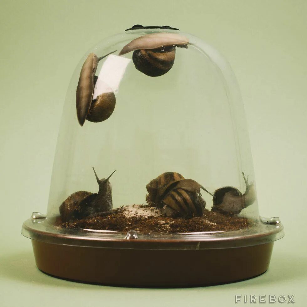 Домик для улитки. Террариум для улитки ахатины. террариум для улиток ахатин. домик для улитки ахатины. улитка ахатина террариум.