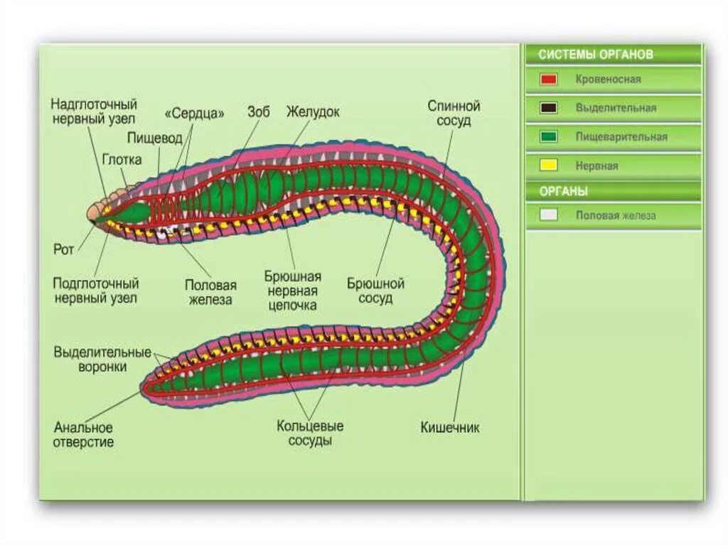 Кольчатые черви внутреннее строение. Кровеносная система кольчатых червей 7 класс биология. Строение кольчатые черви биология. Общее строение кольчатых червей. Замечательная особенность этого червя состоит