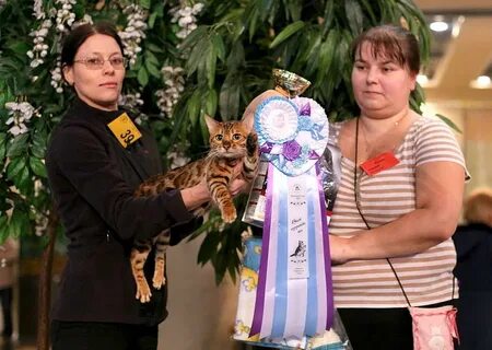 Клуб кошек