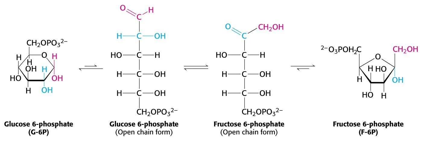 Фруктоза индекс. Α, D- глюкозо-6-фосфат. Глюкоза в глюкозо 1 фосфат. Глюкоза 1 фосфат формула. Глюкозо 6 фосфат формула.