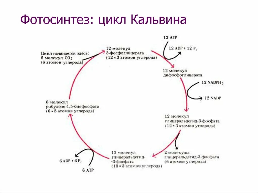 Цикл кальвина в хлоропластах. Цикл Кальвина с3 и с4. Темновая фаза цикл Кальвина. Темновая фаза фотосинтеза цикл Кальвина. Цикл Кальвина темновая стадия.