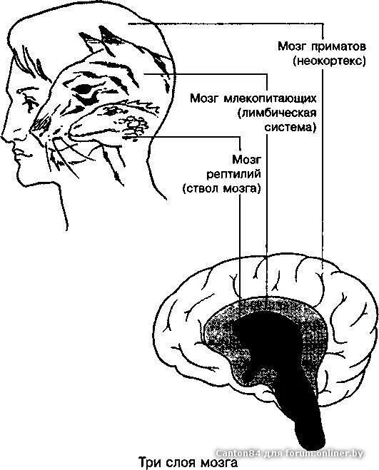 Неокортекс рептильный и лимбическая система. Структура мозга неокортекс. Строение мозга человека неокортекс. Три мозга человека рептильный мозг лимбическая система и неокортекс. Рептильный мозг неокортекс