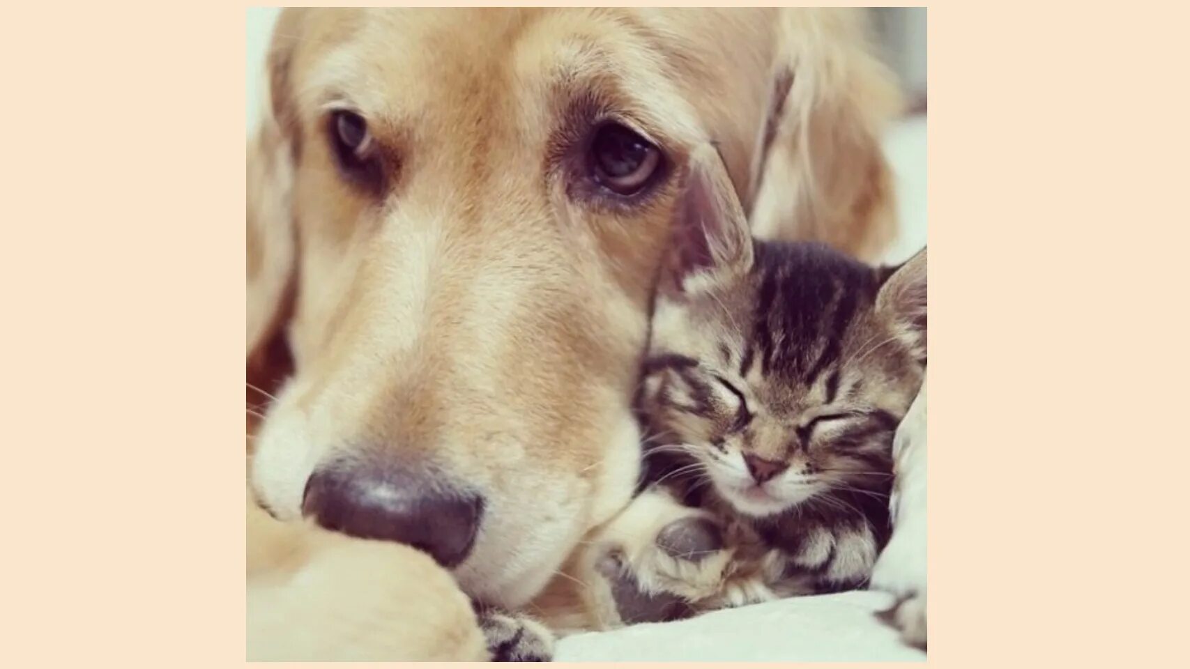 Дени и мени собака и кот видео. Лабрадор дэни и кот мэни. Дени мени кот собака видео. Лабрадор с хозяином. Кот и собака.