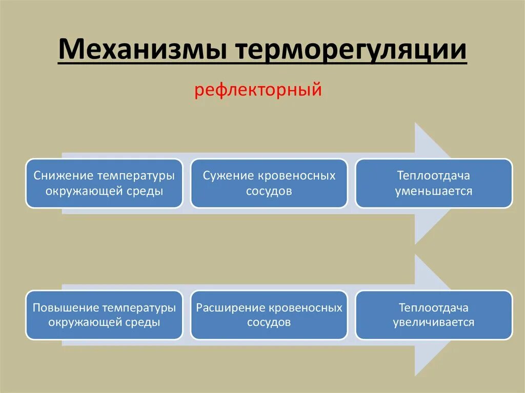 В теплоотдаче главную роль играет. Основные механизмы терморегуляции у человека это. Механизм терморегуляции схема. Перечислите механизмы терморегуляции.. Основные механизмы теплорегуляции.