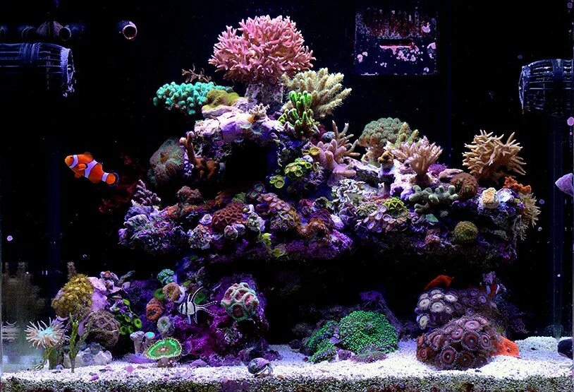 Аквариум Nano Reef. Мягкий риф морской аквариум. Морской нано риф. Живые камни в аквариуме.
