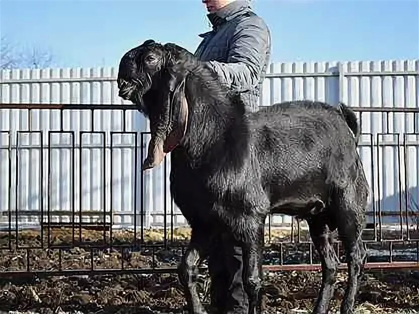 Камори- нубийские. Козы Камори. Нубийские козы Камори. Дамасская коза Шами.