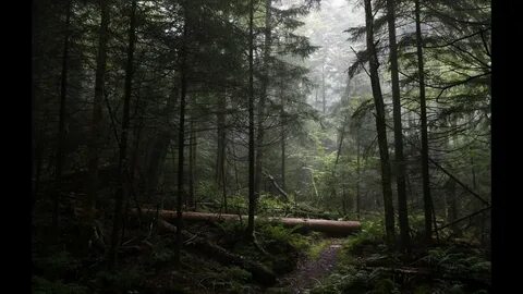S forest