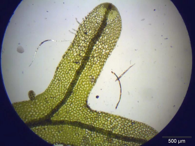 Vietorchis furcata тип питания. Metzgeria furcata. мецгерия вильчатая. фолиозный таллус.