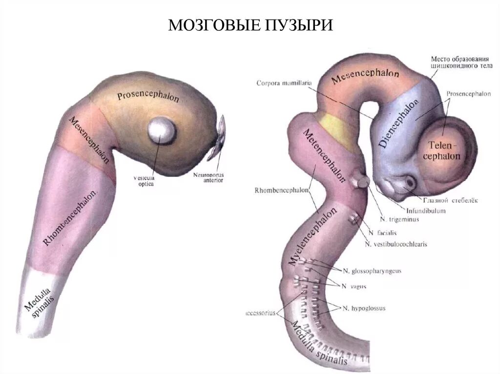 Отделы головного мозга производные мозговых пузырей. Стадия 3 и 5 мозговых пузырей анатомия. Развитие отделов головного мозга стадия трех пузырей. Стадия трех мозговых пузырей схема.