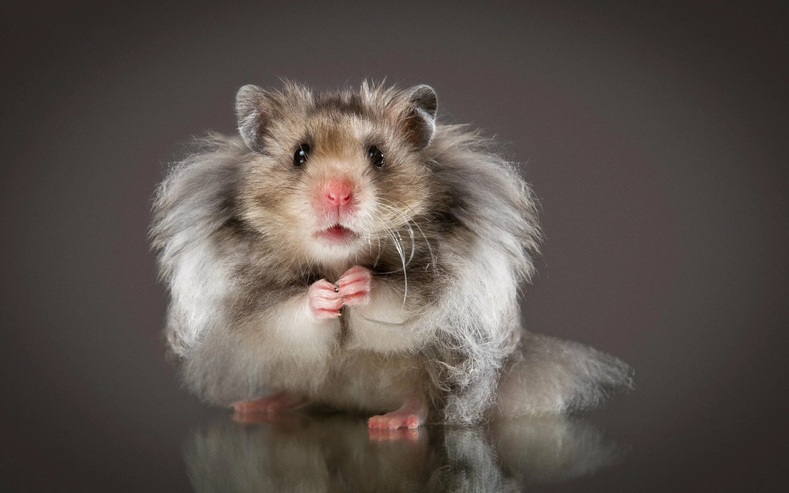 Violin hamster. Сирийский ангорский хомяк. Сирийский хомяк длинношерстный. Хомяк породы ангорской. Породы хомяков ангорский.