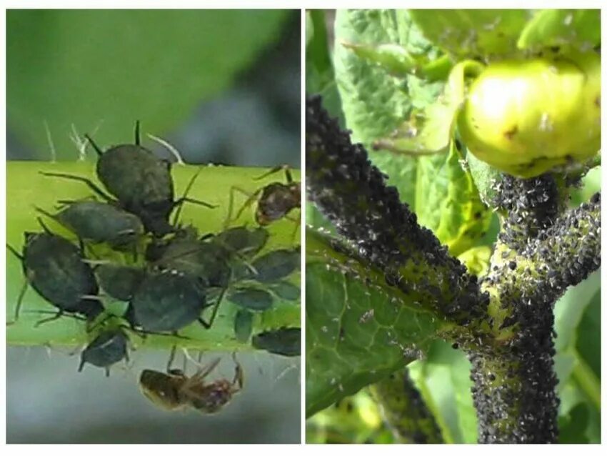 diagnosis - What pest is affecting my tomato plants? - Gardening & Landscaping S