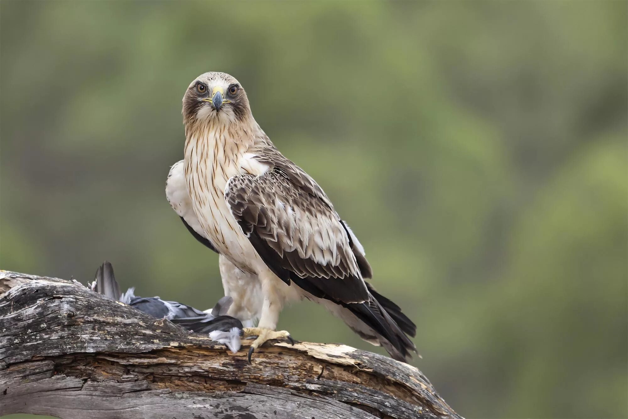 Орел карлик. Hieraaetus pennatus. Орел-карлик (лат. Hieraaetus pennatus). Орёл-карлик (Aquila pennata). Крупная птица семейства