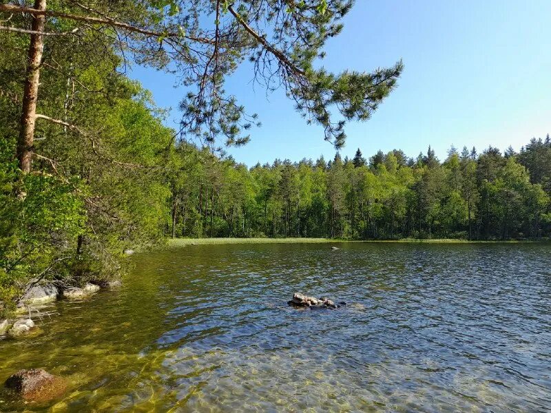озеро белянское ленинградская область рыбалка. озеро веселое. озеро веселое. тарасовское озеро ленинградская. озеро глазок семиозерье.
