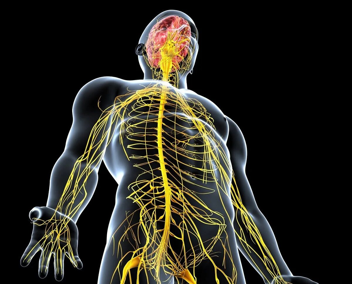 Центральная нервная система анатомия. Нервная система. Нервная система человека. Нервы человека. Нервы человека анатомия.