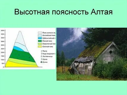 Структура высотной поясности алтая