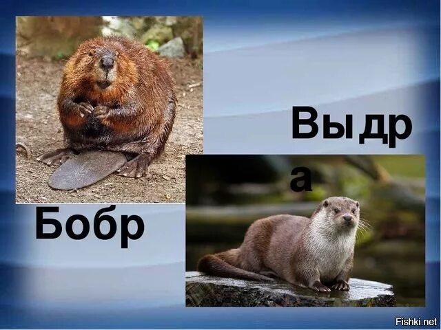 Чем выдра отличается. Бобр ондатра выдра. бобер нутрия и ондатра. бобр нутрия выдра ондатра. нутрия ондатра выдра бобр отличия.