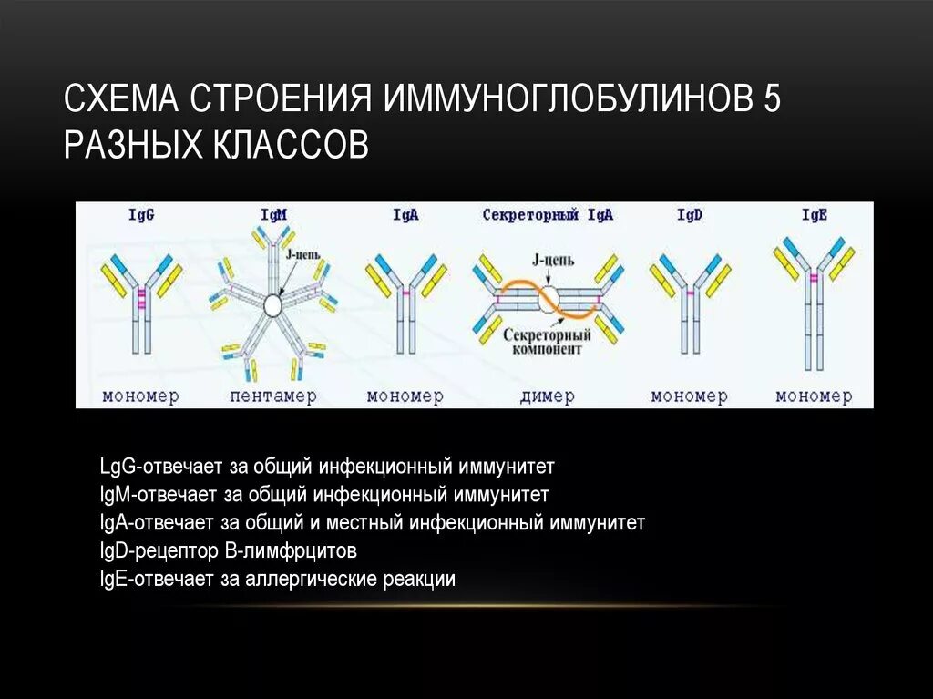 Классификация иммуноглобулинов. Антитела иммуноглобулины структура классы. Строение антител разных классов. Антитела структура мономера классы иммуноглобулинов. Классы иммуноглобулинов IGM.