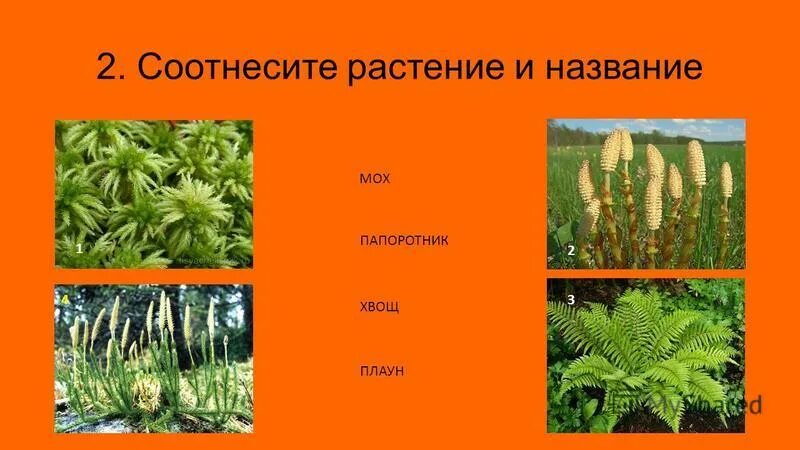 Тест высшие растения. Тест высшие растения