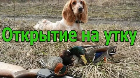 Открой утку