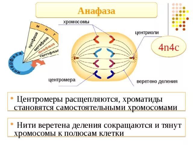 Сколько клеток в анафазе. Вере еноделенич анафаза. Центромера и Веретено деления. Веретено деления анафаза. Нити веретена деления.