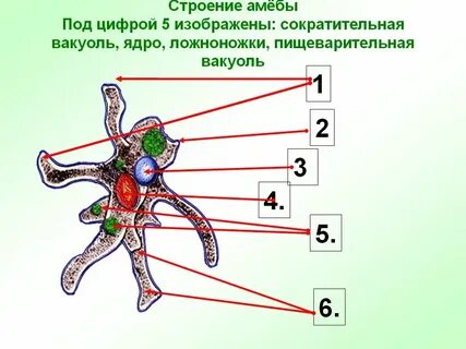 Восприятие изменений среды амебы