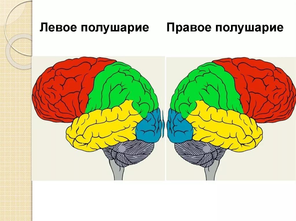 Полушария мозга. Правое полушарие. Левое полушарие. Левое полушарие и правое полушарие. Правое полушарие больше левого