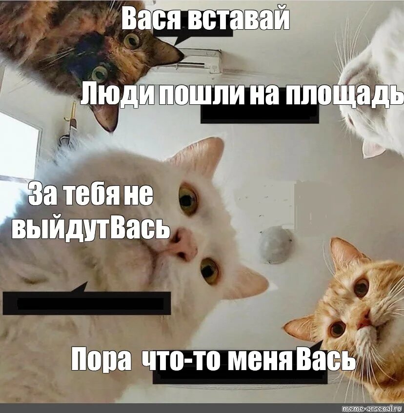 Хочу васю. Мемы с кошками. Кот Вася Мем. Кот бесоебит. Мемы с котами пора.