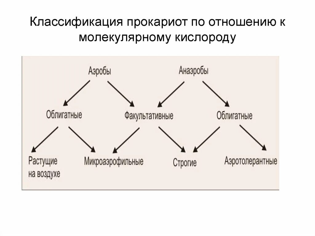 Дыхание прокариот. Классификация прокариотов микробиология. Классификация прокариот схема. Систематика прокариот. Классификация микроорганизмов-прокариот.