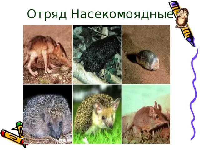 Высшие плацентарные звери