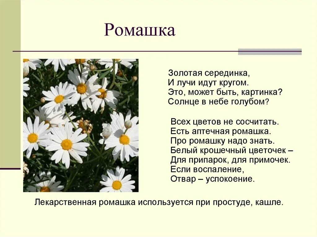 Текст описание в научном стиле растения ромашка. Ромашка аптечная презентация. Ромашка для презентации. Легенда о ромашке. Легенда о ромашке для детей.