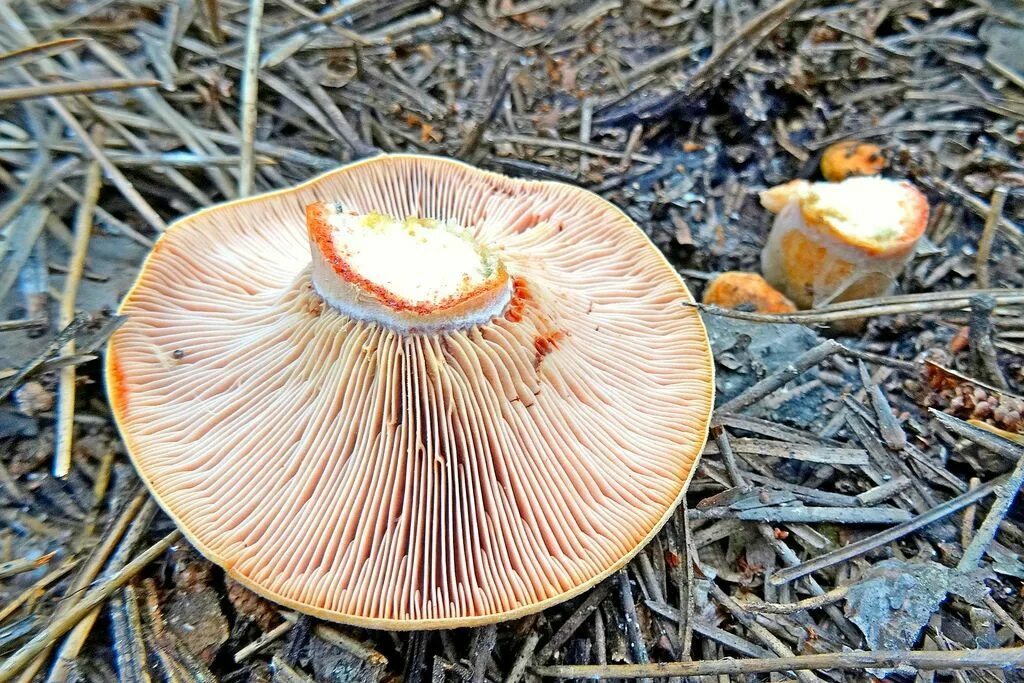 Рыжик разбор. Крымские рыжики грибы. Рыжик Крымский. Lactarius sanguifluus. Рыжик красный Сосновый.