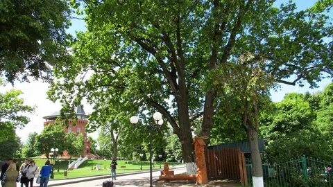 Во дворе растет дуб