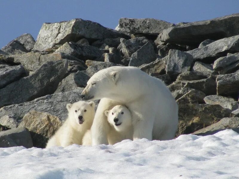 Животные республики саха якутия. Соболь саха-якутия. Какие животные в якутии. Какие животные в якутии. Животные республики саха.