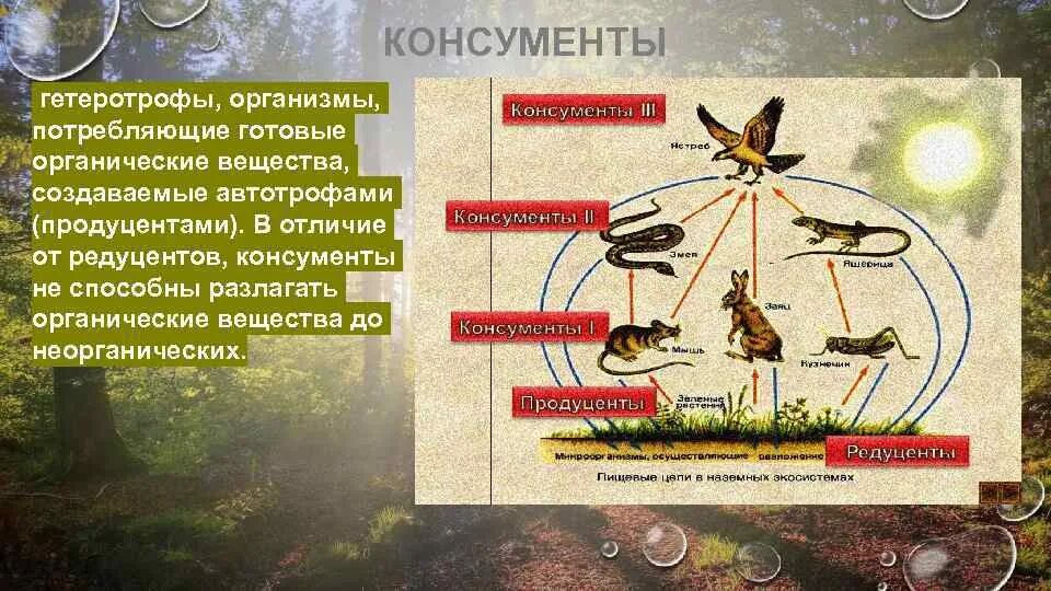 Цепь питания редуцентов консументов продуцентов. Цепи питания животных консументы редуценты. Цепи питания продуценты кон. Пищевая цепь питания редуценты консументы. Роль оленя в биологическом круговороте