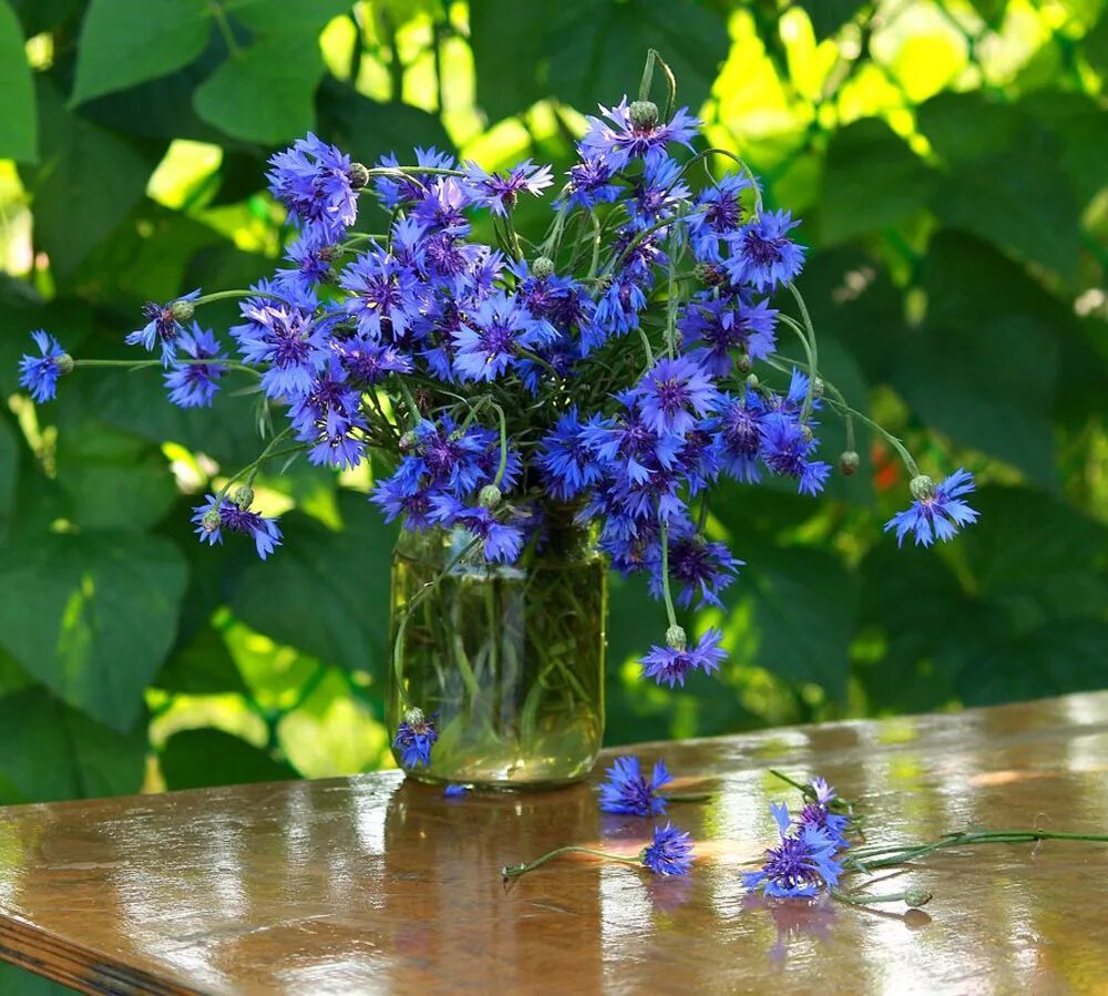 летние полевые цветы. девушка с васильками. картина сваровски васильки.