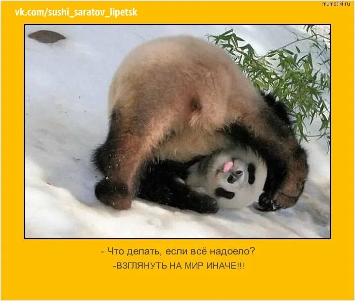 Все надоело ничего. Медведь шалун. если все надоело. надоело картинки прикольные. фото все надоело.