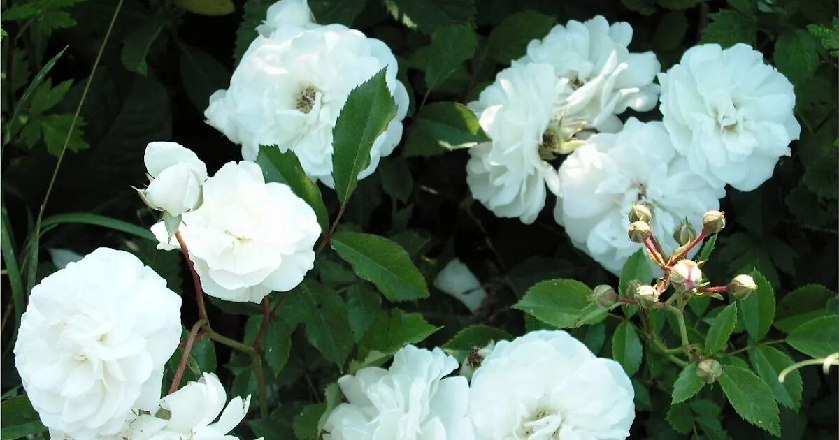 Лак мажо фото. Уайт Морсдаг (полиантовая). Полиантовые розы белые.