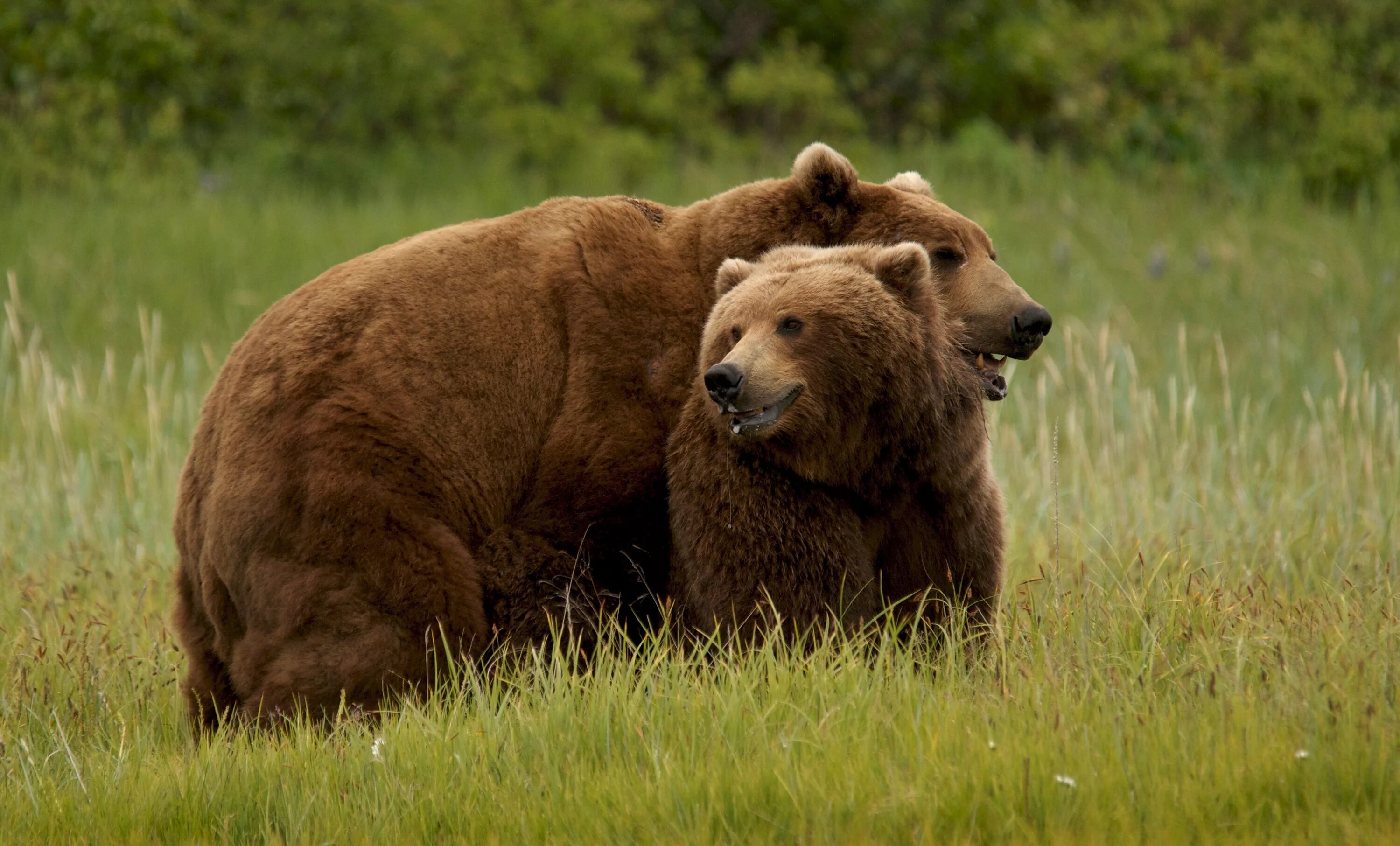Bears end