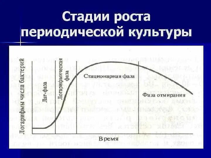 Стационарная кривая. Фазы роста периодической культуры бактерий. Фазы роста микроорганизмов в периодической культуре. Стадии роста периодической бактериальной культуры. Фазы роста микробной культуры.