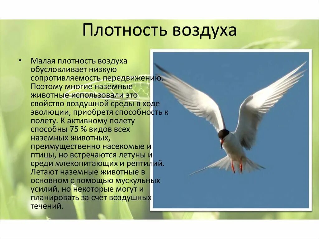 При низких температурах воздуха птицы. Факторы перелета птиц. Наземно воздушные птицы. Плотность воздуха. Птица в воздухе.
